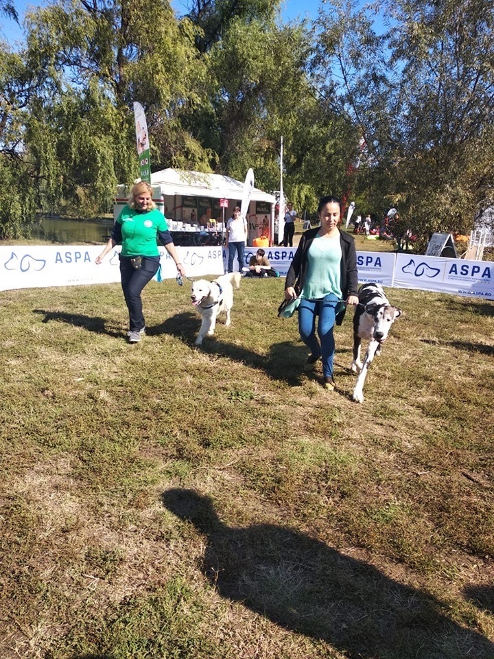 evenimente v7 7